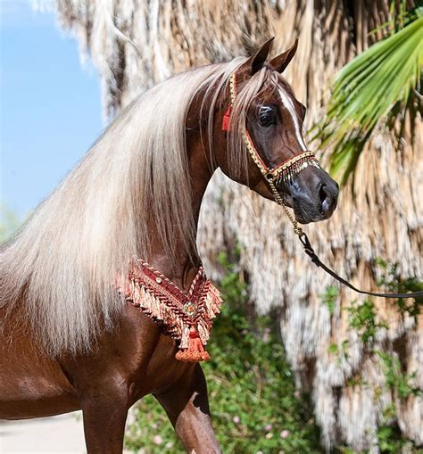 Kehilan Arabians Beautiful Arabian Horses Egyptian Arabian