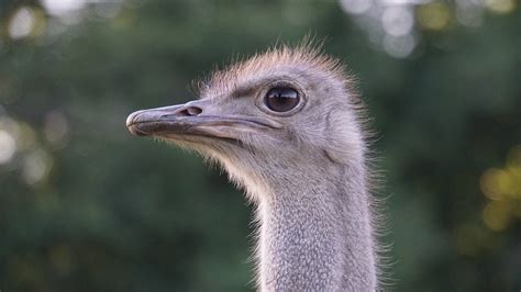 Ostrich Big Bird - Free photo on Pixabay