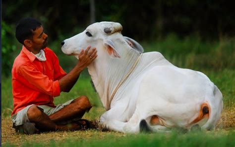 Now ‘cow Hug Day On February 14 Valentines Day To Promote Wellness