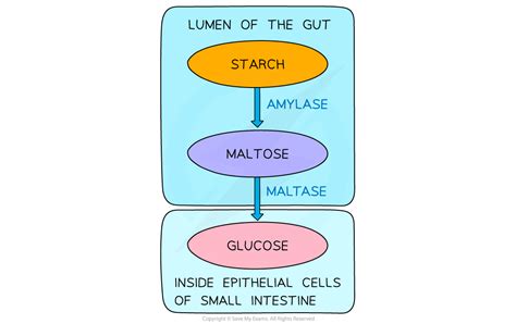 Aqa A Level Biology Enzymes In Digestion