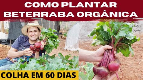 COMO PLANTAR E COLHER BETERRABA ORGÂNICA NA SUA HORTA EM APENAS 6