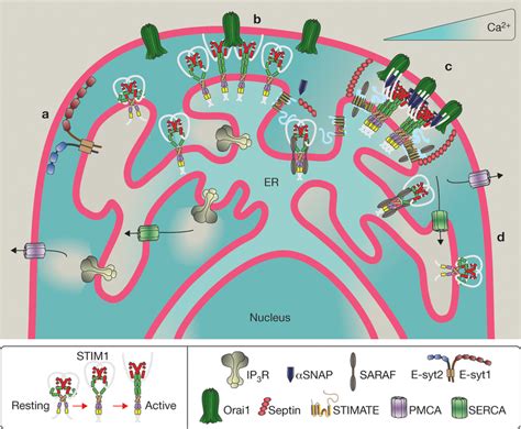 Stimorai Interaction Is Regulated By The Actions And Interactions Of