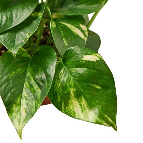 Pothos Golden Indoor Plant Tropical Plant Potted Plant — House Plant Wholesale