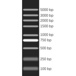 100 5000bp DNA Marker Bio Basic