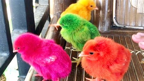 Anak Ayam Warna Warni Lucu - 55+ Koleksi Gambar