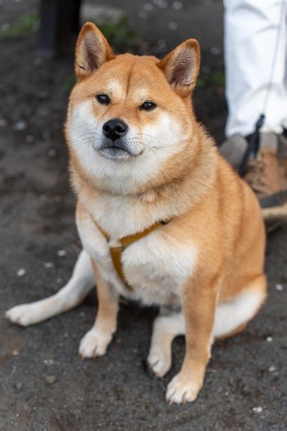 Cão shiba inu sentado em um parque cão olhando para longe enquanto está