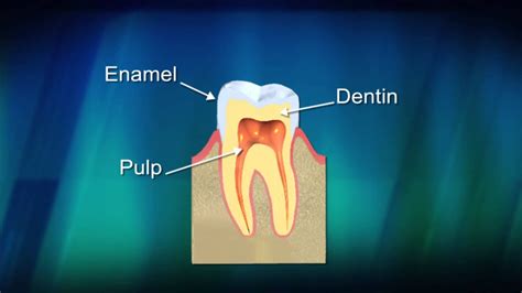 Parts Of The Tooth Youtube