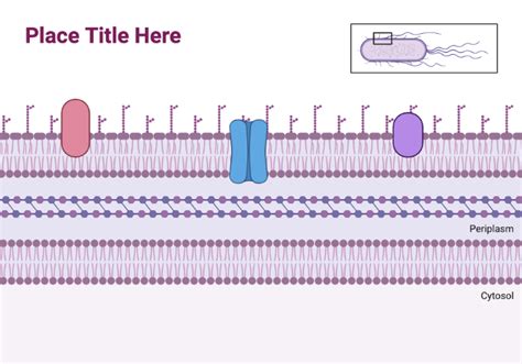 Gram-Negative Bacteria Cell Wall (Background) | BioRender Science Templates 