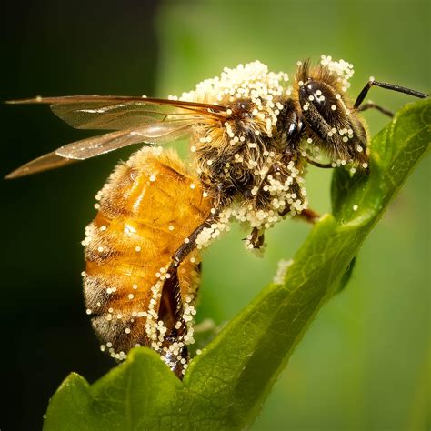 2555 best Pollen images on Pholder | Real Bees Fake Top Hats, Nature Is