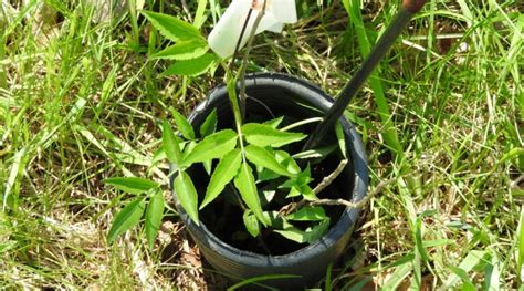 How to Plant, Grow, and Care for Elderberry Shrubs