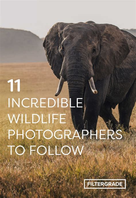 11 Incredible Wildlife Photographers To Follow On Instagram Filtergrade