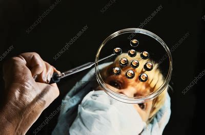 In Vitro Fertilisation Stock Image C Science Photo Library