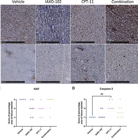 Ihc Staining Results In The Tumour A Representative Immunostaining Of