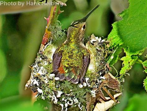 Rufous Hummingbird - East Cascades Audubon Society