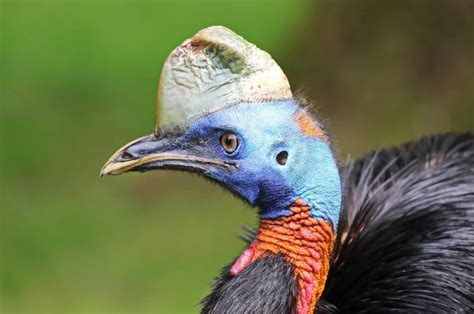 Northern cassowary - Facts, Diet, Habitat & Pictures on Animalia.bio