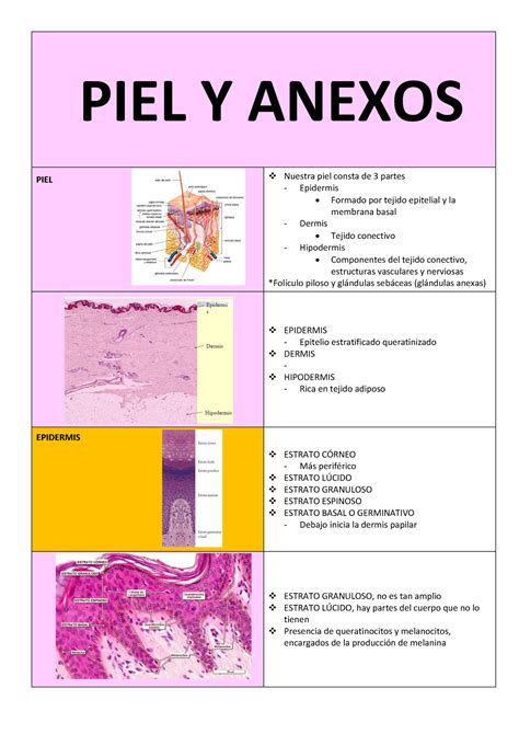 Piel Y Anexos Tejido Epitelial Y Tejido Conectivo Piel Y Anexos