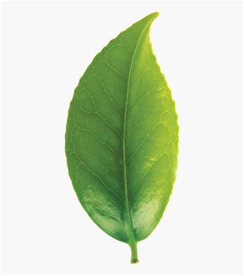 Green Tea Leaf Png, Transparent Png - kindpng