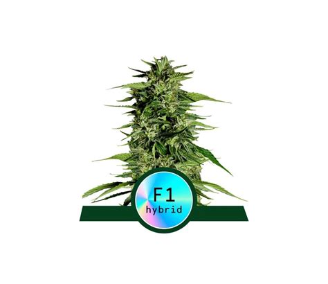 Hyperion F Auto De Royal Queen Seeds La Huerta Grow Shop