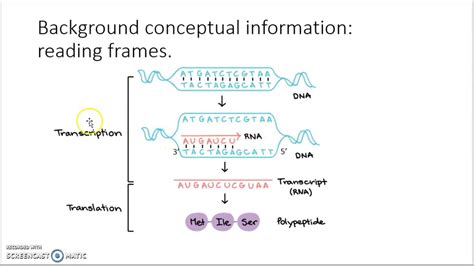 What Is Open Reading Frame In Dna Webframes Org