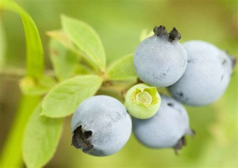 Blauwe Bessenstruiken Kopen Vanaf 6 99 In Pot Fruitbomen Net