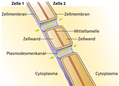 Gliederung Der Pflanzen Bedeutung Der Zellwand Gewebetypen