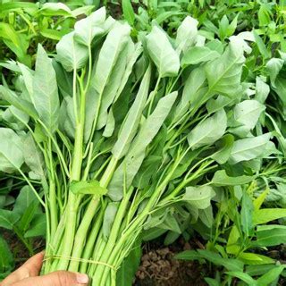 Original Kangkong Water Spinach Seeds Sale Fresh Pcs High Yield