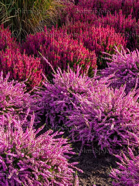 Image Common Heather Calluna Vulgaris Moritz And Calluna Vulgaris