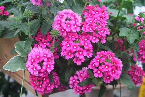 Some Pink Flowers Are In A Pot Outside