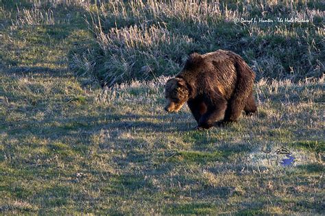 Scarface The Grizzly Bear Explored A Photo On Flickriver