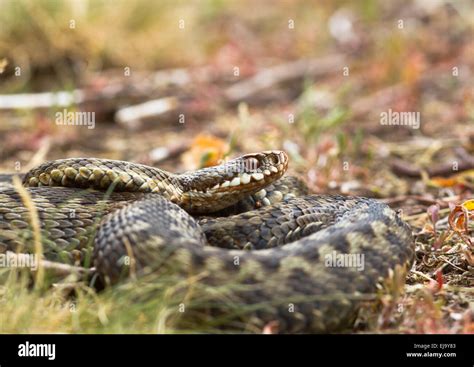 Vipera berus bite hi-res stock photography and images - Alamy