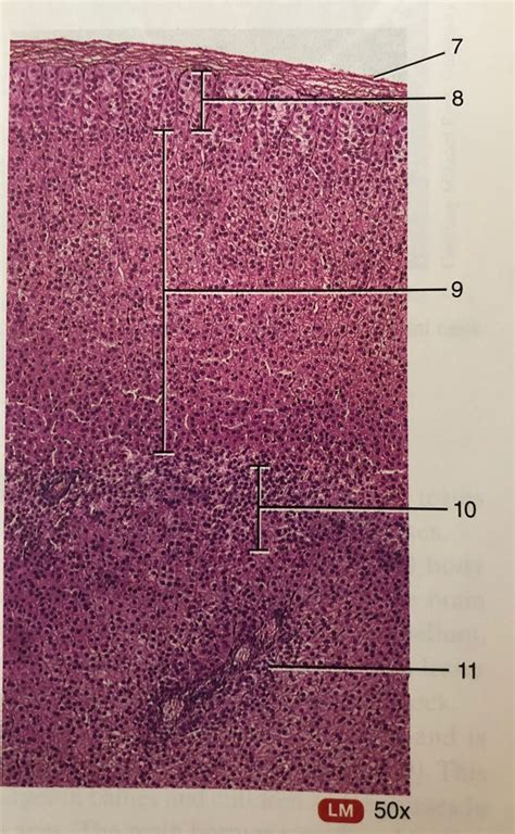 Microscopic Adrenal Gland Diagram Quizlet