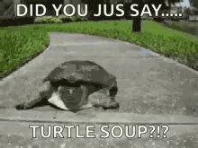 Turtle Turtle GIFs | Tenor