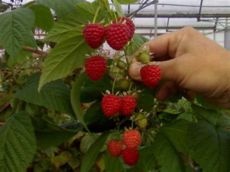 Lamponi Coltivazione Alberi Da Frutto Coltivare I Lamponi