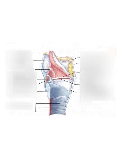 larynx Diagram | Quizlet