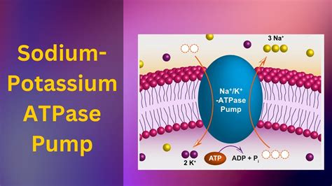 Sodium Potassium Pump How The Sodium Potassium Pump Works Active