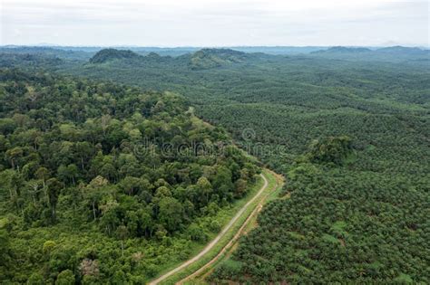 Drone Point If View Of Palm Oil Plantation At The Edge Of Tropical