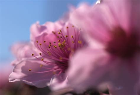 ゆんフリー写真素材集 No 4111 桃の花 [日本 東京]