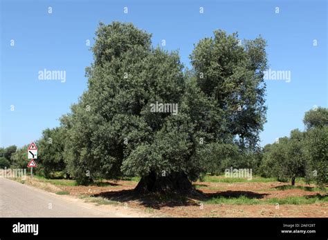 Apulian Centuries Old Olive Tree Hi Res Stock Photography And Images