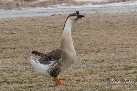 Swan Goose | Tony's Takes Photography