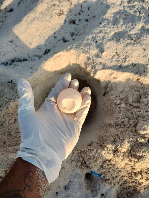 Inici La Temporada De Anidaci N De Tortugas En Playa Del Carmen