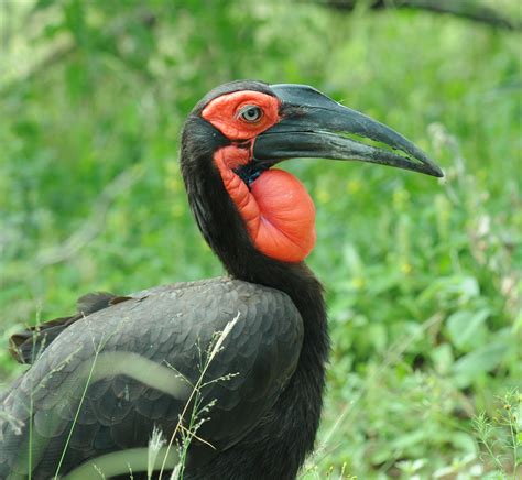 Details Southern Ground Hornbill Birdguides