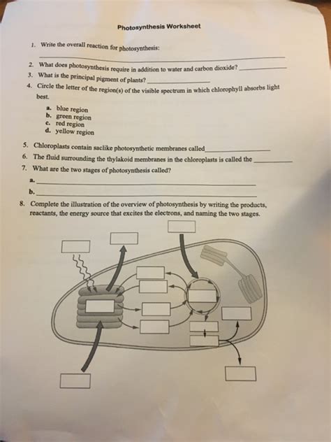 Solved Photosynthesis Worksheet Write The Overall Chegg