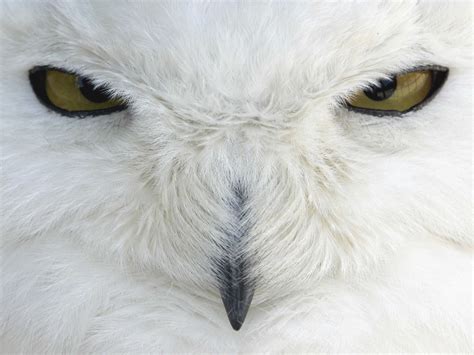 Snowy Owl Wallpaper HD (78+ images)