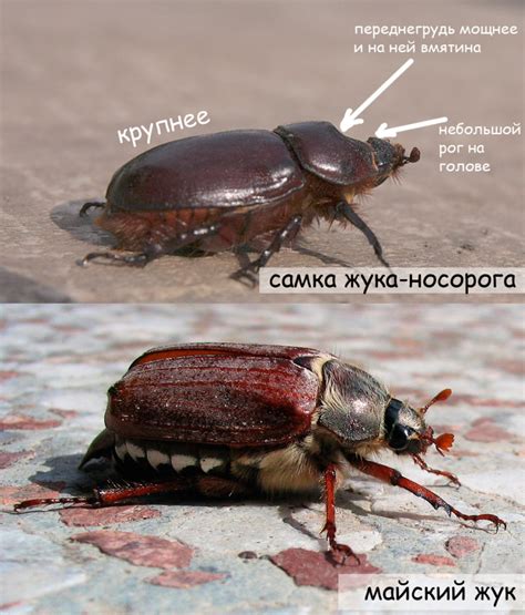 как определить пол жука носорога
