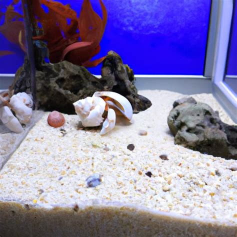 Caring for a Hermit Crab: Creating a Comfortable Habitat and Providing ...