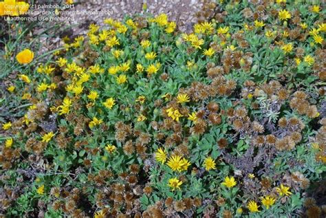 Plantfiles Pictures Heterotheca Species Golden Aster Sessileflower