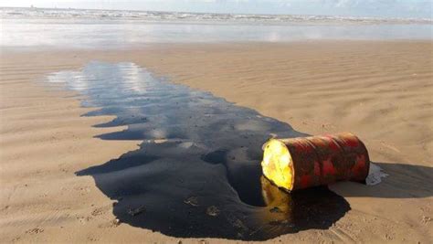 Leo No Nordeste O Que Fazer Em Caso De Viagem S Praias Atingidas