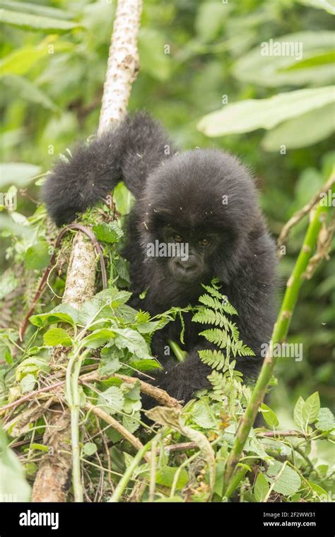 Baby Mountain Gorilla Gorilla Beringei Beringei From Sosa Group In