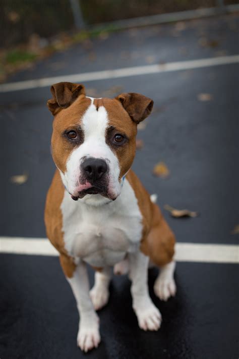 Pitbull Mix With A Boxer