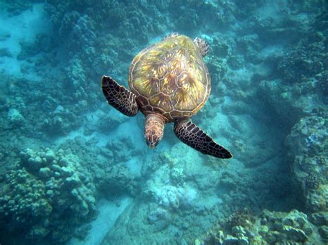 Maui Sea Turtles | Hawaiian Green Sea Turtles AKA Honu